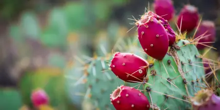 Phoenix Botanical Garden